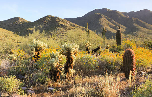 istock Sonoran Desert in Bloom 478831727