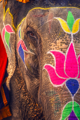 elephant,painted,eye,detail,india