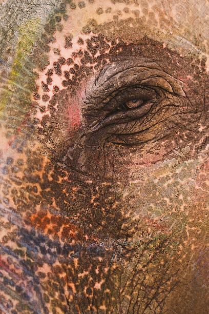istock Eye of an elephant 478831928