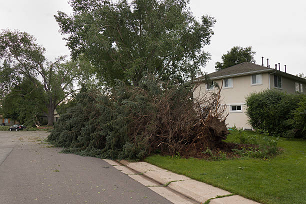istock Tornado toppled trees near homes Denver Colorado 478834334