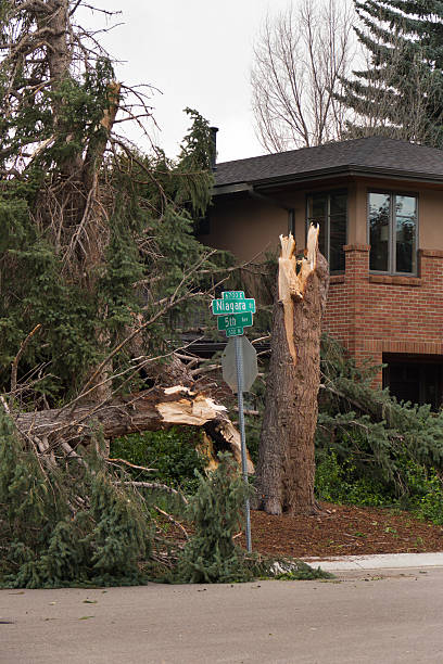 istock Tornado toppled trees near homes Denver Colorado 478834350