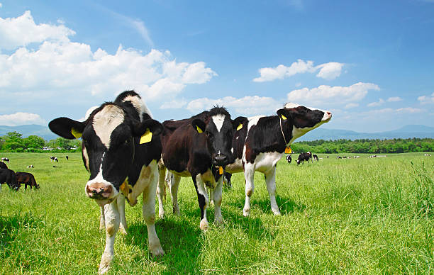 istock Cow and  blue  sky   in field 478834857