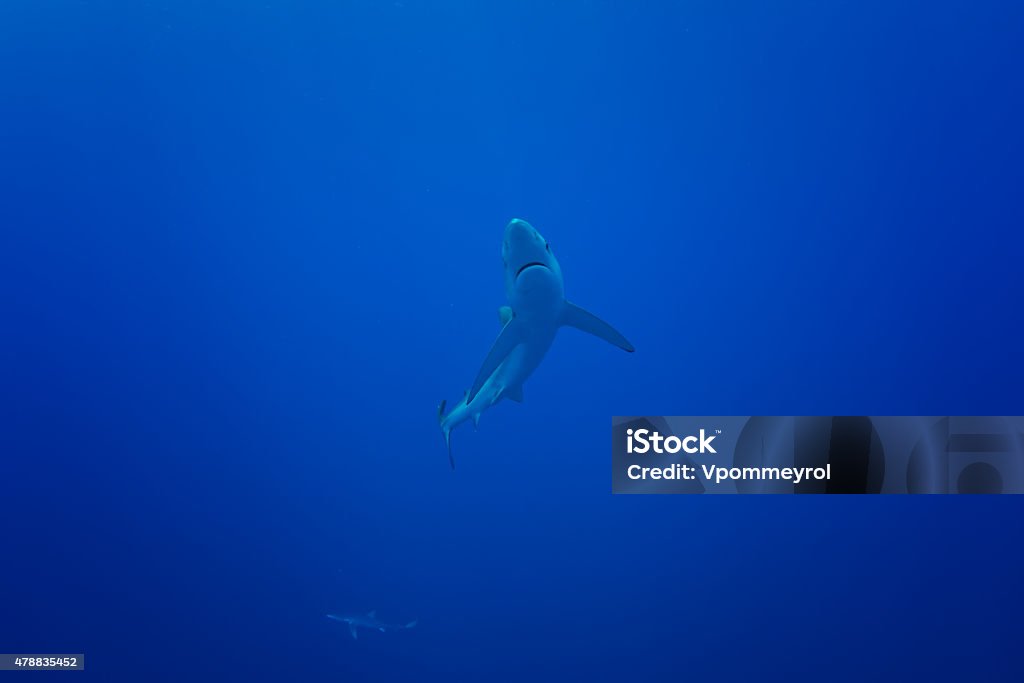 Blue Shark-(Prionace glauca) Blue Shark of Azores. Shark Stock Photo