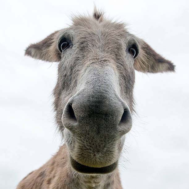 Donkey head in black & white