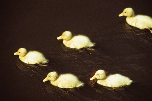 Nadar ducklings - fotografia de stock
