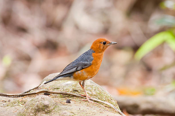 istock Orange-headed Thrush,Bird of Thailand 478836689
