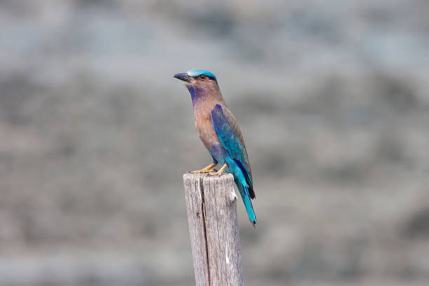 istock Colorful bird on a branch (Indian Roller) 478837185