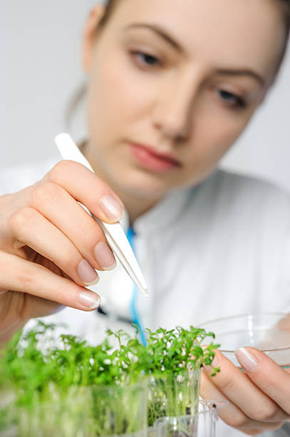 istock Young scientist or tech picks up cress-salad sprouts for quality 478837984