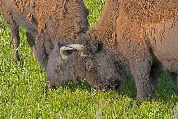 istock Two male Bison play at fighting. 478839044
