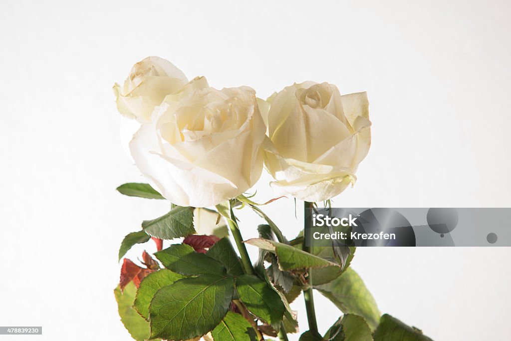 bouquet of flowers on a white background bouquet of beautiful bright flowers on a white background 2015 Stock Photo