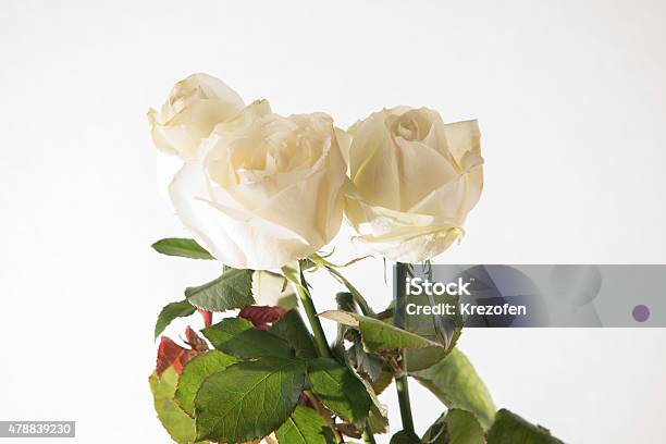 Bouquet Of Flowers On A White Background Stock Photo - Download Image Now - 2015, Anemone Flower, Arrangement