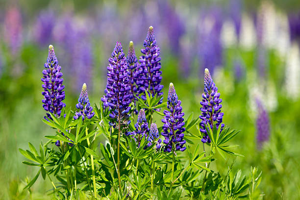 Violet lupines Wildly growing violet lupines on a summer meadow lupine flower stock pictures, royalty-free photos & images