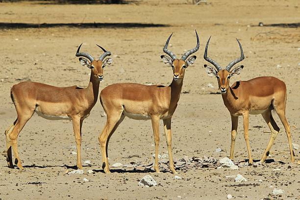 istock Impala Trio - Wildlife Background from Africa 478841419