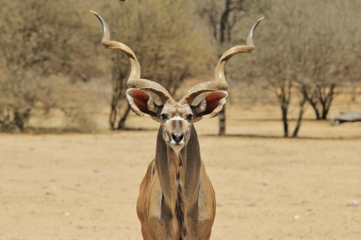 A Greater Kudu bull stares into the lens, as seen in the wilds of Africa.