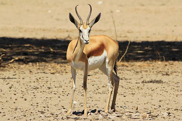 istock Springbok Stare - Wildlife Background from Africa 478841429