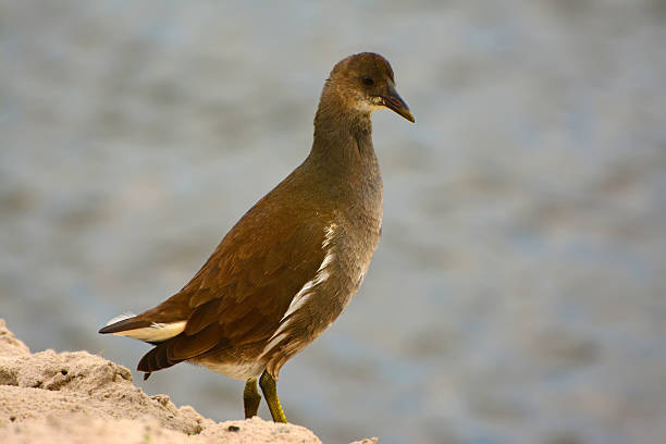 istock Common Moorhen, Gallinula chloropus, female 478841653
