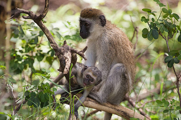 istock Vervet monkey baby and mother on the tree 478843504