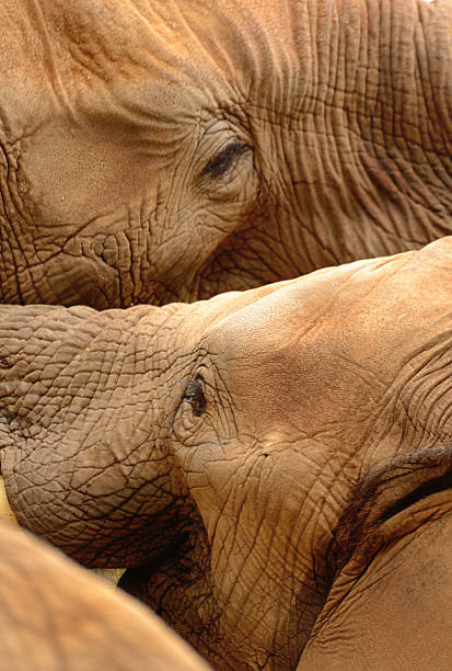 elefanti di ferro - serengeti national park forest elephant desert elephant elephant foto e immagini stock