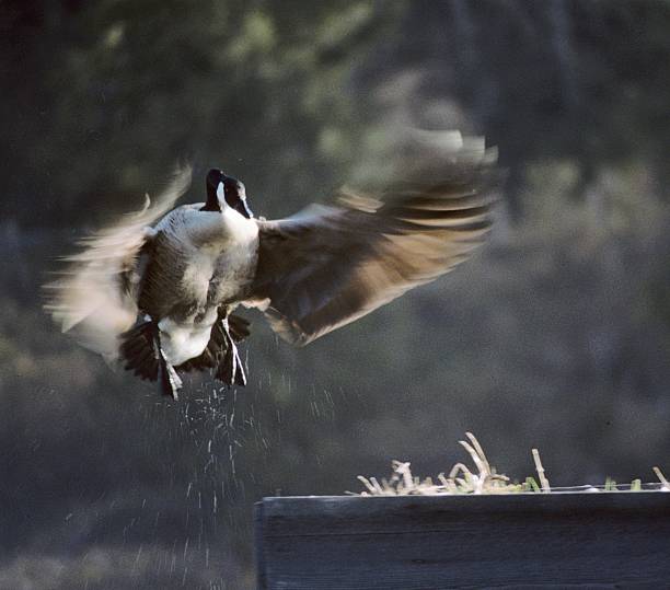 Wild goose desembarque no Ninho - fotografia de stock