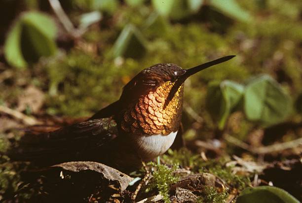 Beija-flor, sentado - fotografia de stock