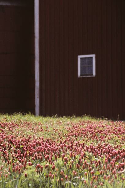 Cтоковое фото Клевер и barn