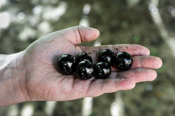 hand hält eine brasilianische jabuticaba myrciaria cauliflora - arbol stock-fotos und bilder