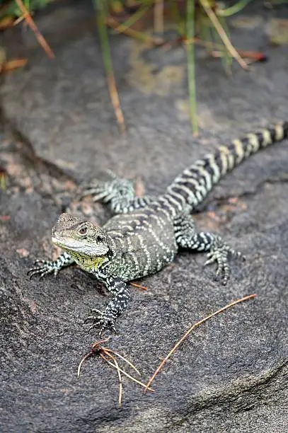 A close up shot of an Australian Dragon Lizard