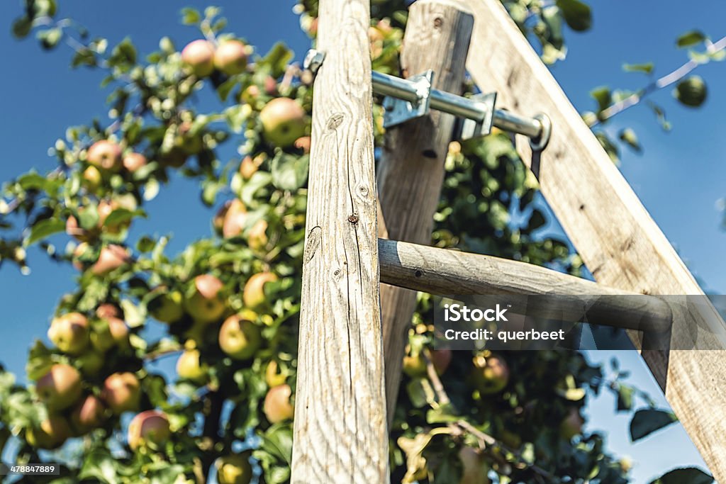 Äpfel mit Leiter - Lizenzfrei Agrarbetrieb Stock-Foto