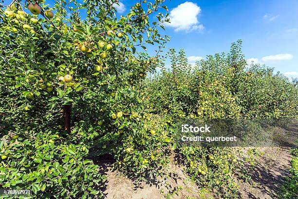 Äpfel In Einer Reihe Stockfoto und mehr Bilder von Apfel - Apfel, Apfelbaum, Apfelgarten