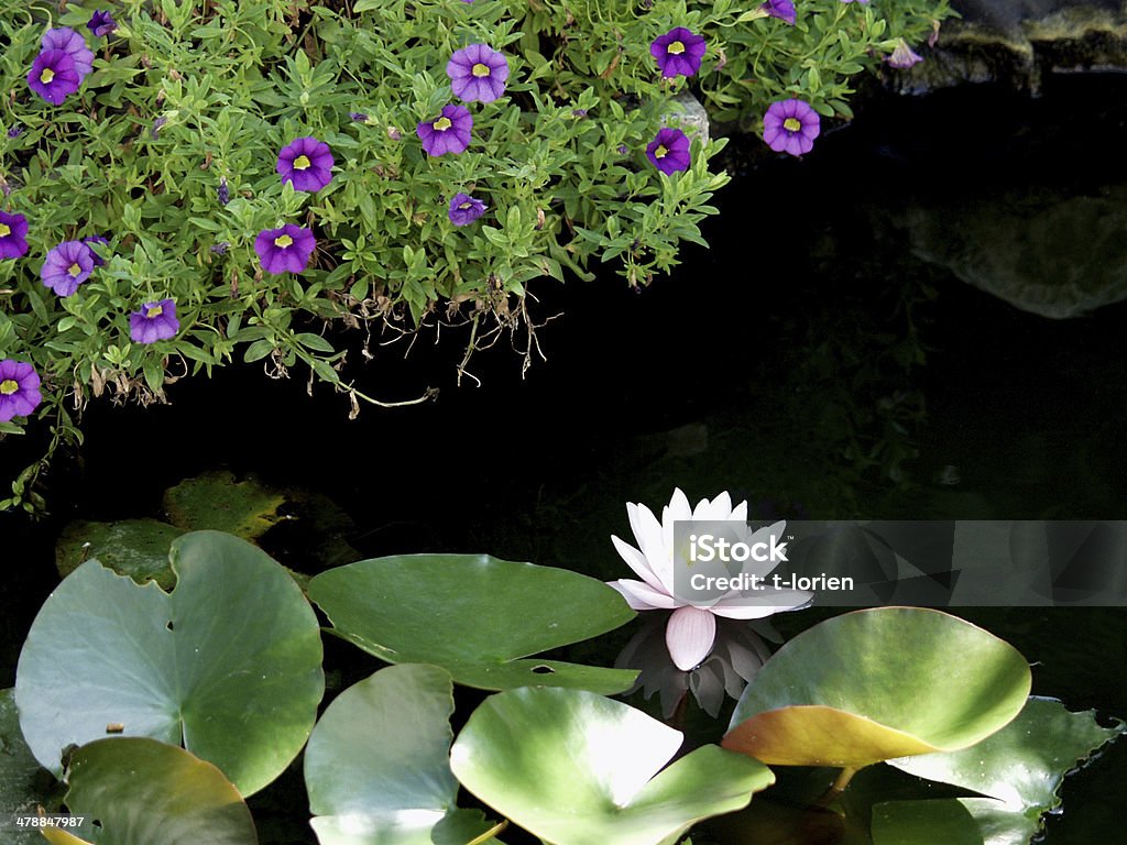 Charmant bassin. - Photo de Antique libre de droits