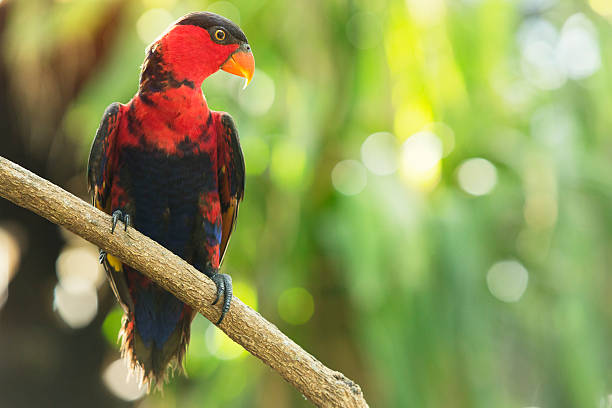 What Color Lory Bold Lory Stock Photos, Pictures & Royalty-Free Images - iStock