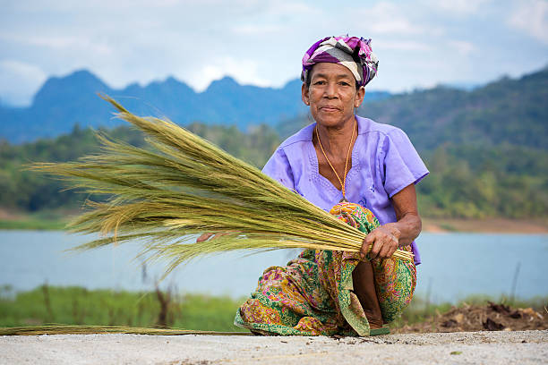 Sangkhlaburi, Kanchanaburi, Thailand - January  12, 2015:  An unidentified Mon ethnic woman separates seeds from rice plant on in harvesting season in Thailand