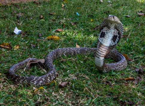 A deadly juvenile black mamba being defensive