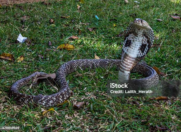 Cobra Snake 2 Stock Photo - Download Image Now - Animal, Animal Body Part, Animal Mouth