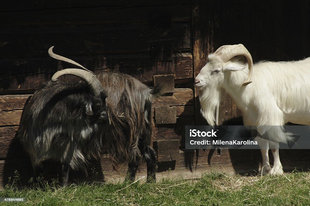 goat  - Lizenzfrei Beige Stock-Foto