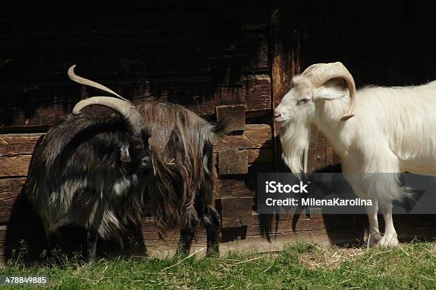 Goat Stockfoto und mehr Bilder von Beige - Beige, Braun, Dorf