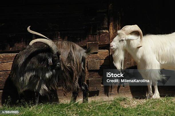 Cabra - Fotografias de stock e mais imagens de Agricultura - Agricultura, Aldeia, Animal