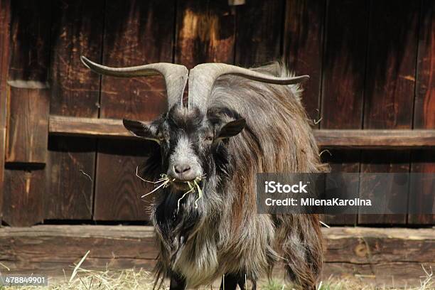 Capra - Fotografie stock e altre immagini di Agricoltura - Agricoltura, Ambientazione esterna, Animale