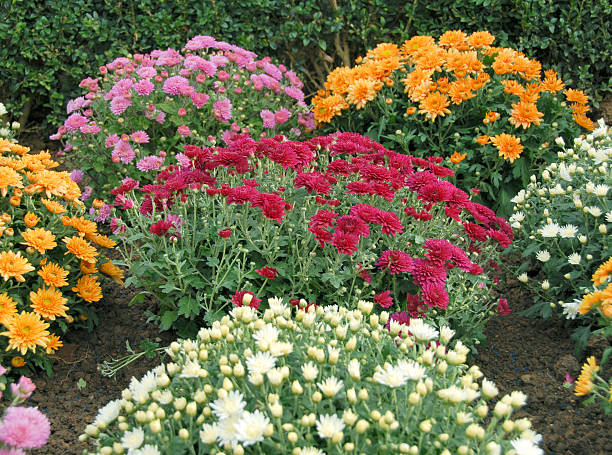 crisantemo flores - daisy multi colored flower bed flower fotografías e imágenes de stock