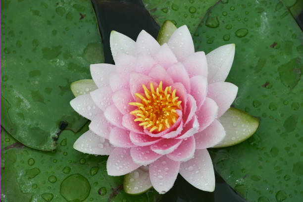 istock Water Lily in the Rain 478851431