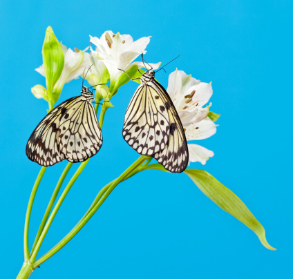 two Idea leuconoe with white flower isolated on blue background 