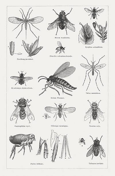 ilustrações de stock, clip art, desenhos animados e ícones de dipterous insectos (diptera), publicado em 1878 - midge