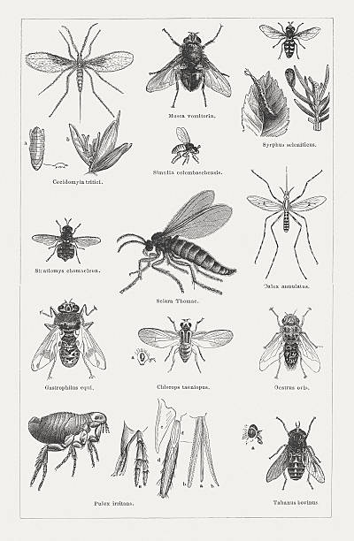 Dipterous insects (Diptera), wood engravings, published in 1878 Dipterous insects (Diptera): Wheat midge, or gall midge (Cecidomyia tritici, or Cecidomyiidae) with larva in an open pupa husk (a) and a wheat bloom with larva (b); Blue bottle fly (Musca vomitora, or Calliphora vomitoria); Black fly (Simulia colombaschenis, or Simuliidae); Hoverfly (Syrphus selenticus, or Syrphus ribesii) with larva and pupa; Clubbed general (Stratiomys chameleon); Dark-winged fungus gnats (Sciara Thomae, or Sciaridae); Mosquito (Culex annulatus, or Culiseta annulata); Horse botfly (Gastrophilus equi, or Gasterophilus intestinalis); Pest fly, or Gout fly (Chlorops taeniopus, or Chlorops pumilionis) with side view of the head (a); Sheep Bot Fly (Oestrus ovis); Human flea (Pulex irritans) with upper lip (a), maxillary (b), bottom lip (c), bottom lip tentacle (d), maxillary tentacle (e); Pale giant horse-fly (Tabanus bovinus) with side view of the head (a). Woodcut engraving, published in 1878. midge fly stock illustrations