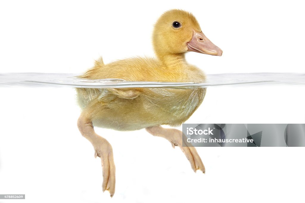 Ein Baby-Ente - Lizenzfrei Ente - Wasservogel Stock-Foto