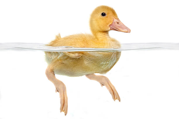 istock Swimming Baby Duck 478852609