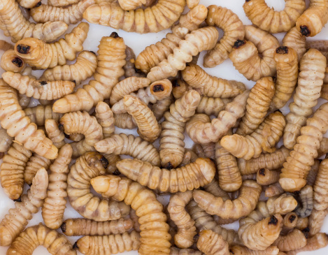 Huhu grubs also known as Prionoplus reticularis, Larve of a beetle.