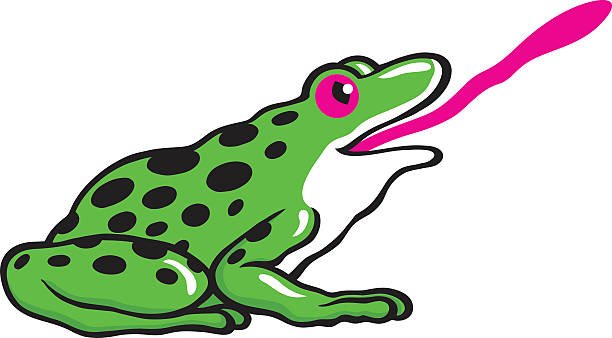 ilustrações de stock, clip art, desenhos animados e ícones de rã - white background close up frog amphibian