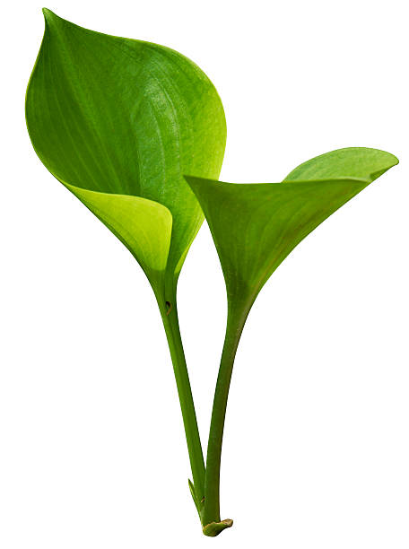Tropical green leaf isolated on white with clipping path stock photo