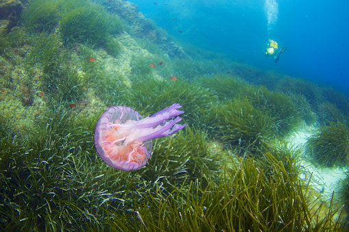 Jellyfish-Meduse (Cnidaria)