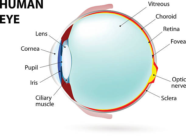 eye. human anatomy eye. Schematic diagram of the eye. human anatomy. labeled animal retina stock illustrations